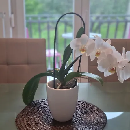 Appartement Bazilika Sečovlje